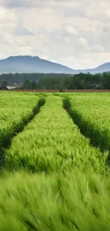 Serene green field with lush grass and distant mountains.