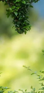 Green foliage with a blurred background, creating a serene and calming wallpaper.