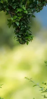 Lush green foliage wallpaper for mobile phone with a blurred background.