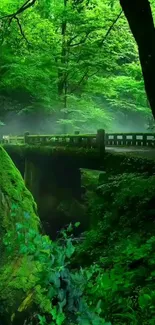 Serene green forest bridge with lush foliage and misty ambiance.