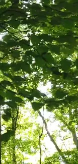 Peaceful green forest canopy with sunlight shimmering through leaves.