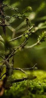 Serene forest scene with detailed green foliage.