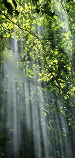 Lush green forest with sun rays filtering through the foliage