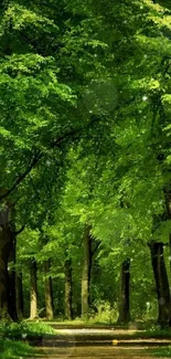 Lush green forest path with towering trees.