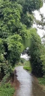 Green forest pathway with lush foliage.