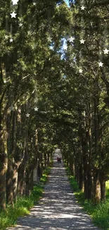 Serene forest pathway with lush greenery on a sunny day.