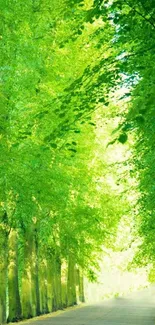 Lush green forest pathway with sunlight filtering through trees.