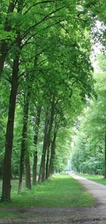 Serene green forest pathway with lush trees.