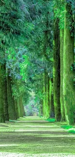 Serene green forest pathway under tall trees.