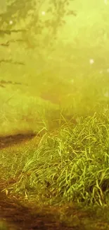 A serene green forest path with lush greenery.
