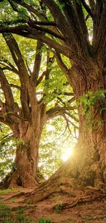 Majestic trees in a green forest with sunlight filtering through leaves.