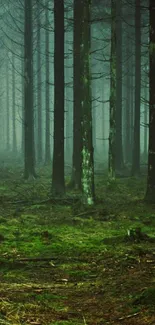 Misty forest scene with green trees and a tranquil ambiance.