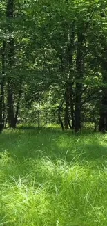 Tranquil green forest with lush grass and trees as mobile wallpaper.