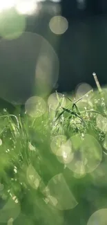 Green grass with bokeh effect in serene mobile wallpaper.