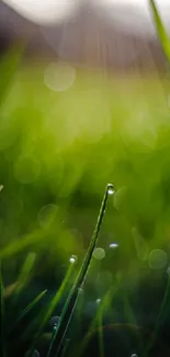 Close-up of green grass with dew and a bokeh effect.