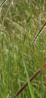 Lush green grass creating a serene mobile wallpaper backdrop.