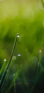 Mobile wallpaper of green grass with dew drops and bokeh effect.