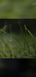 Serene mobile wallpaper with green grass and dewdrops.