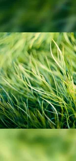 Lush green grass close-up, serene mobile wallpaper.