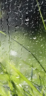 Close-up view of dewy green grass blades in natural light.