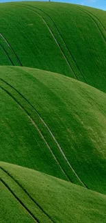 Green rolling hills with a lone tree under a clear blue sky.