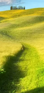 Lush green hillside with a path and clear sky.