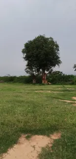 Green landscape with trees and cloudy sky.