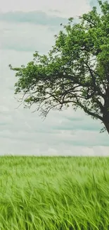 A tranquil landscape with a single tree under a vast green field.