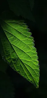 A vibrant green leaf on a dark background, perfect for nature-themed mobile screens.