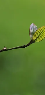 Close-up of a green leaf on a branch against a blurred green background.