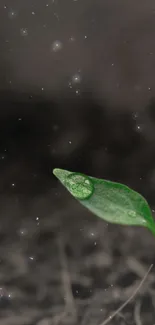 Close-up of a green leaf with dew on a dark background.