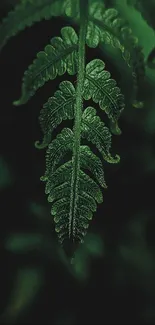 Close-up of dark green fern leaf against a blurred background.