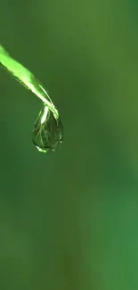 A calming nature wallpaper featuring a green leaf with a dewdrop.