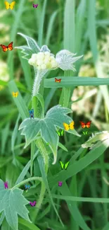 Close-up of textured green leaves with small budding flowers.