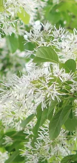 Mobile wallpaper with green leaves and white blossoms, offering peace and serenity.