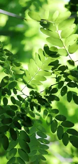 Lush green leaves creating a serene nature wallpaper.