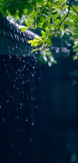 Green leaves with raindrops on a dark background.