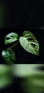 Serene mobile wallpaper with green leaves on a dark background, exuding tranquility.