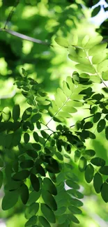 Lush green leaves captured in natural light, forming a serene wallpaper.