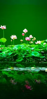 Green lotus flowers and leaves reflecting on tranquil water surface.