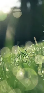 Sunlit green grass close-up with a soft bokeh effect.