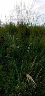 Lush green grass with wildflowers under a serene cloudy sky