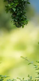 Wallpaper with lush green leaves and soft, blurred background.