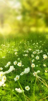 Serene green meadow with sunlit white wildflowers.