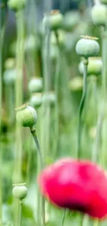 Green stems with a vivid red poppy bloom.