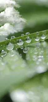 Water droplets on vibrant green leaves, close-up view.