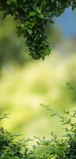 Green leafy wallpaper with natural foliage.