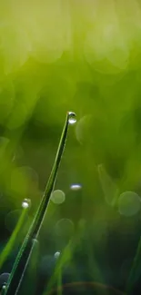 Close-up of dewdrops on vibrant green grass, creating a serene nature view.