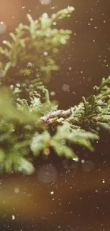 Close-up of green foliage with soft bokeh background, perfect for nature lovers.