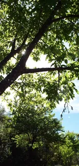 Sunlit green leafy trees in a serene park landscape.